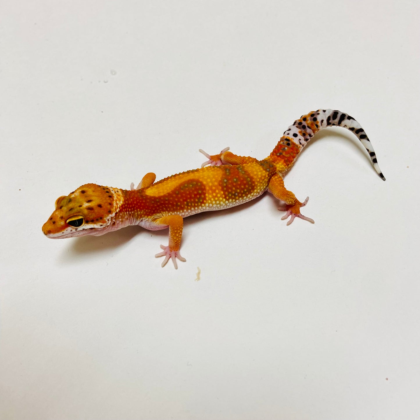 Tangerine Leopard Gecko Male D-A3-80624-1