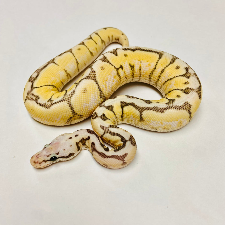 Ball Pythons for Sale at BHB Reptiles - High Quality & Wide Variety in ...