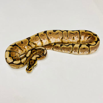 Ball Pythons for Sale at BHB Reptiles - High Quality & Wide Variety in ...