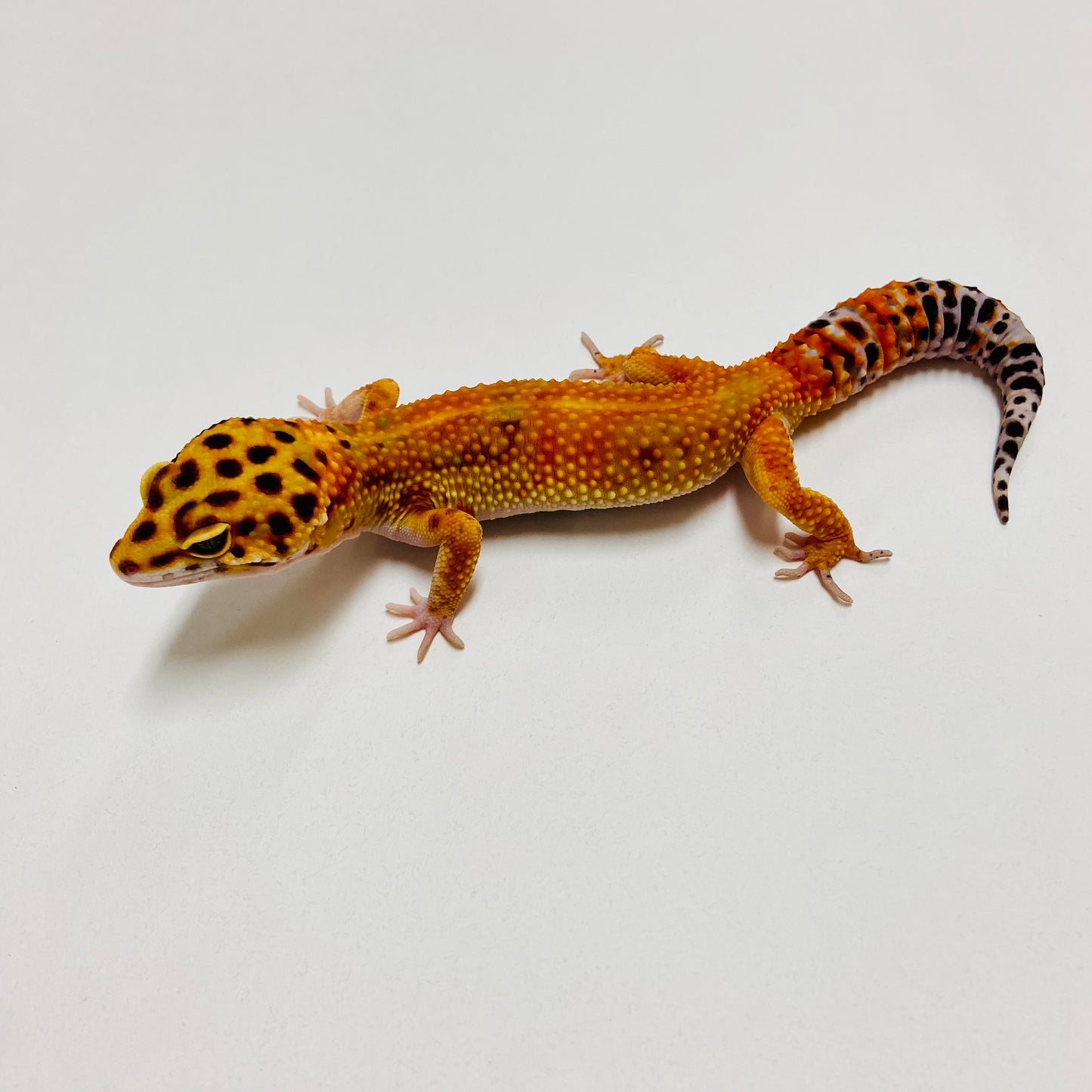 Green Tangerine Carrot Tail Leopard Gecko Male B-B4-70123-1