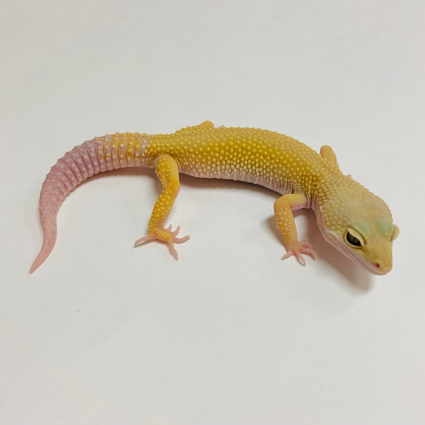 Murphy Patternless Leopard Gecko Male A-C5-62122-1