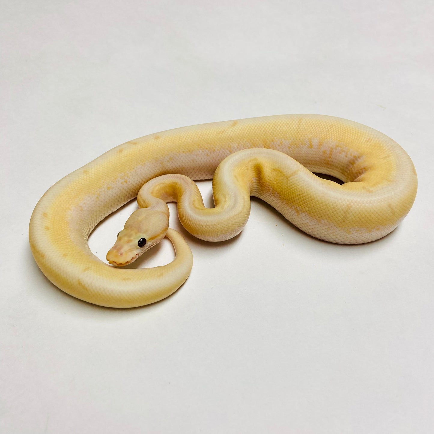 Banana Enchi Spinner Ball Python Male 2023M01