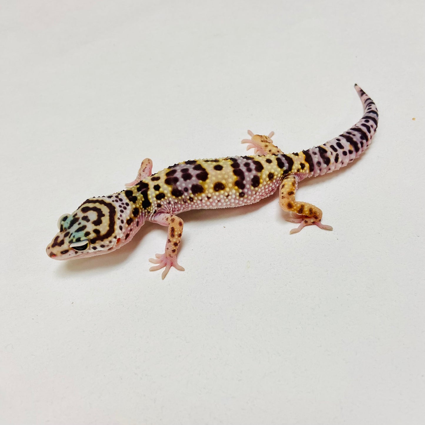 Mack Snow Leopard Gecko Male D-B1-80624-1