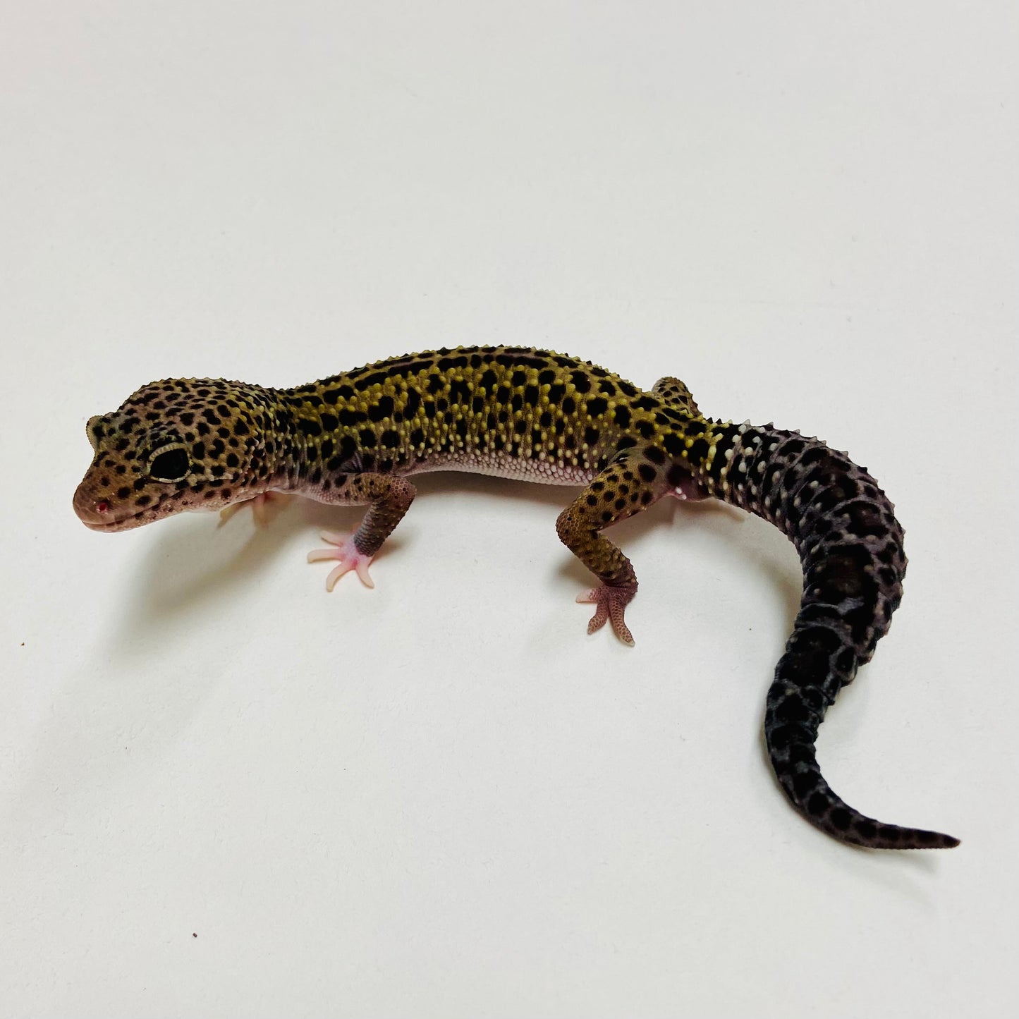 Dark Mack Snow Reverse Stripe Eclipse Leopard Gecko Female C-B3-71224-1