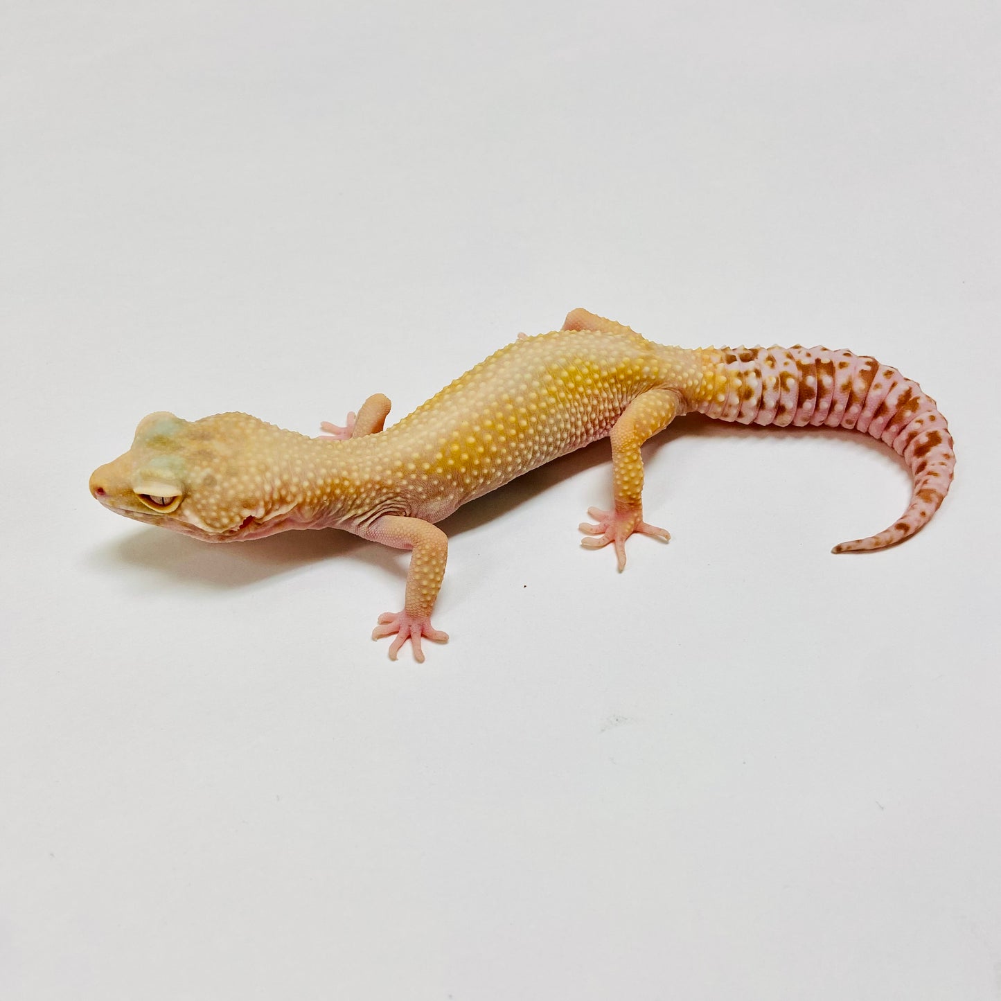 Hypo Bell Pos Mack Snow Leopard Gecko Female E-F10-71420-1