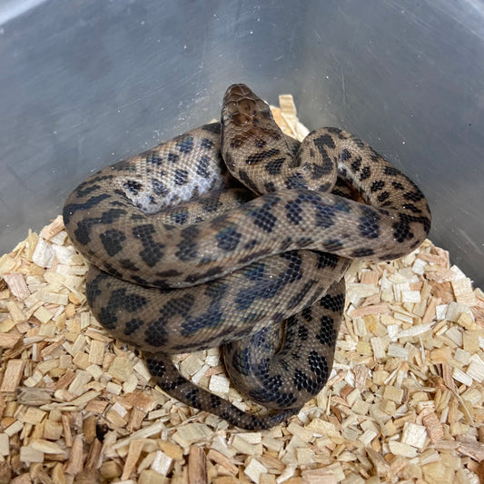 Spotted Python Male 2024M05