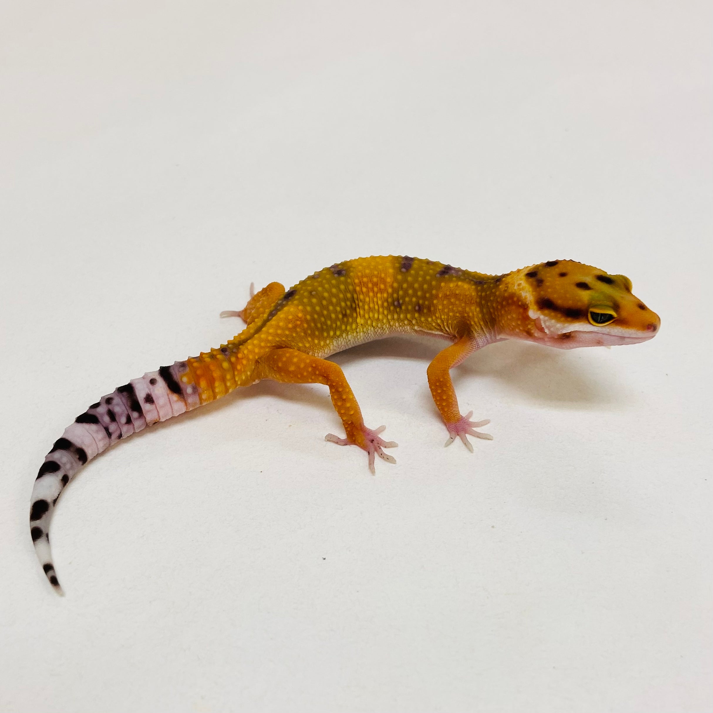 Leopard Geckos for Sale at BHB! Top Quality & Vast Selection in the US ...