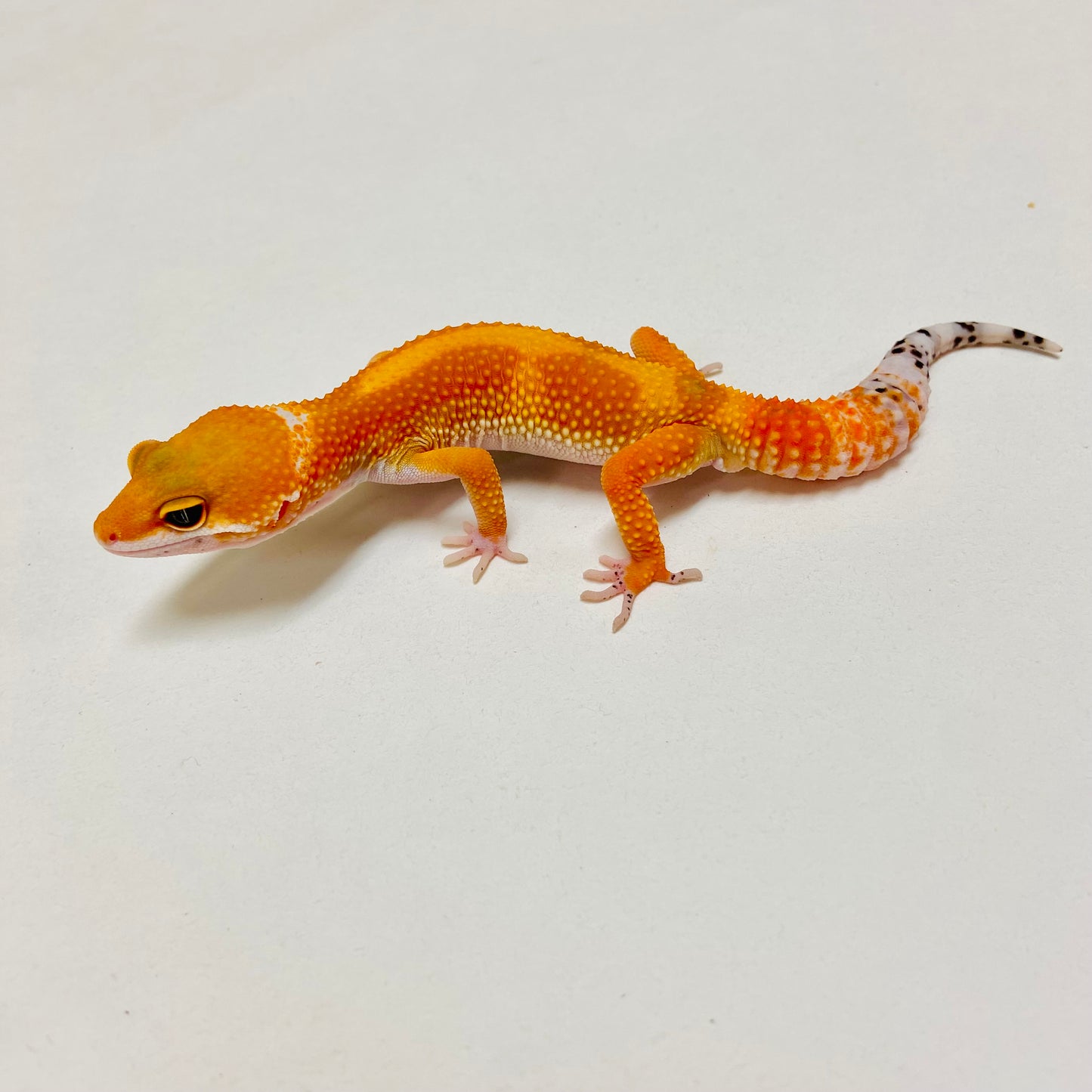 Super Hypo Tangerine Carrot Tail Baldy Leopard Gecko Male D-A3-80624-1