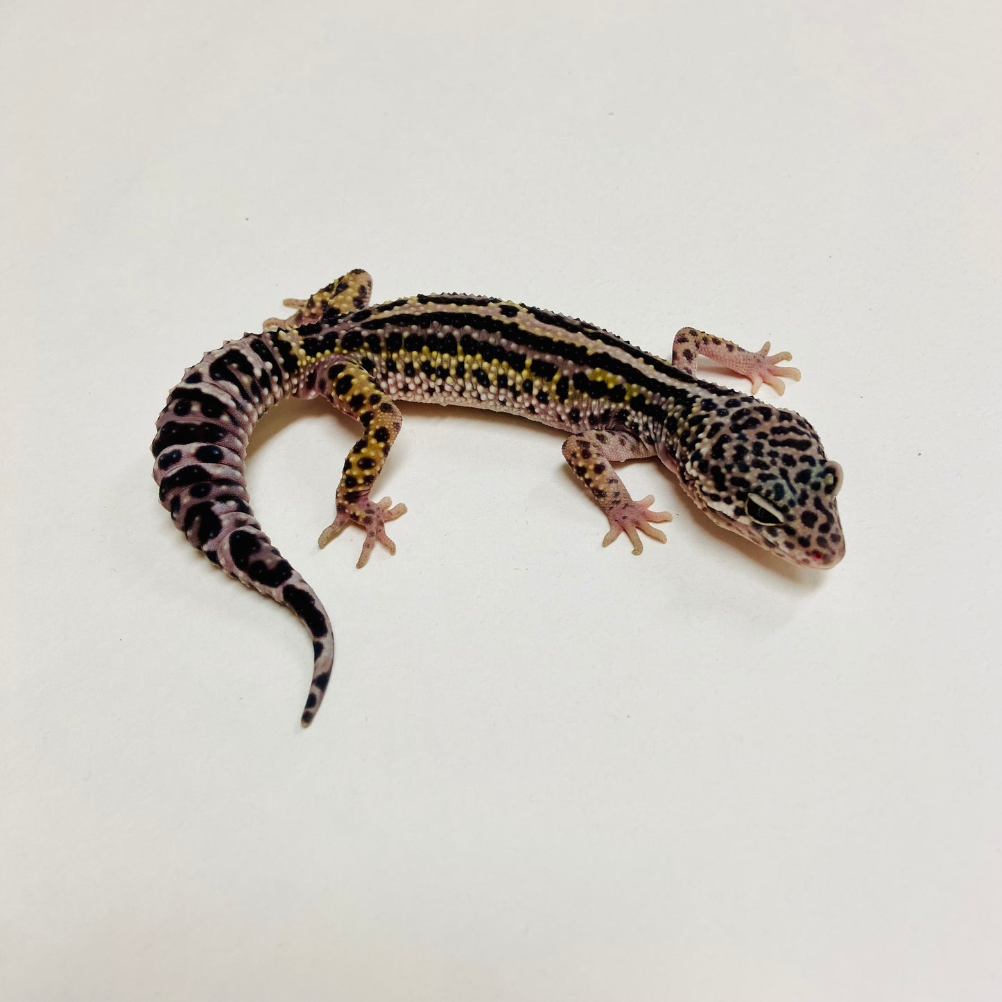 Bold Mack Snow Leopard Gecko Male C-B3-71224-1