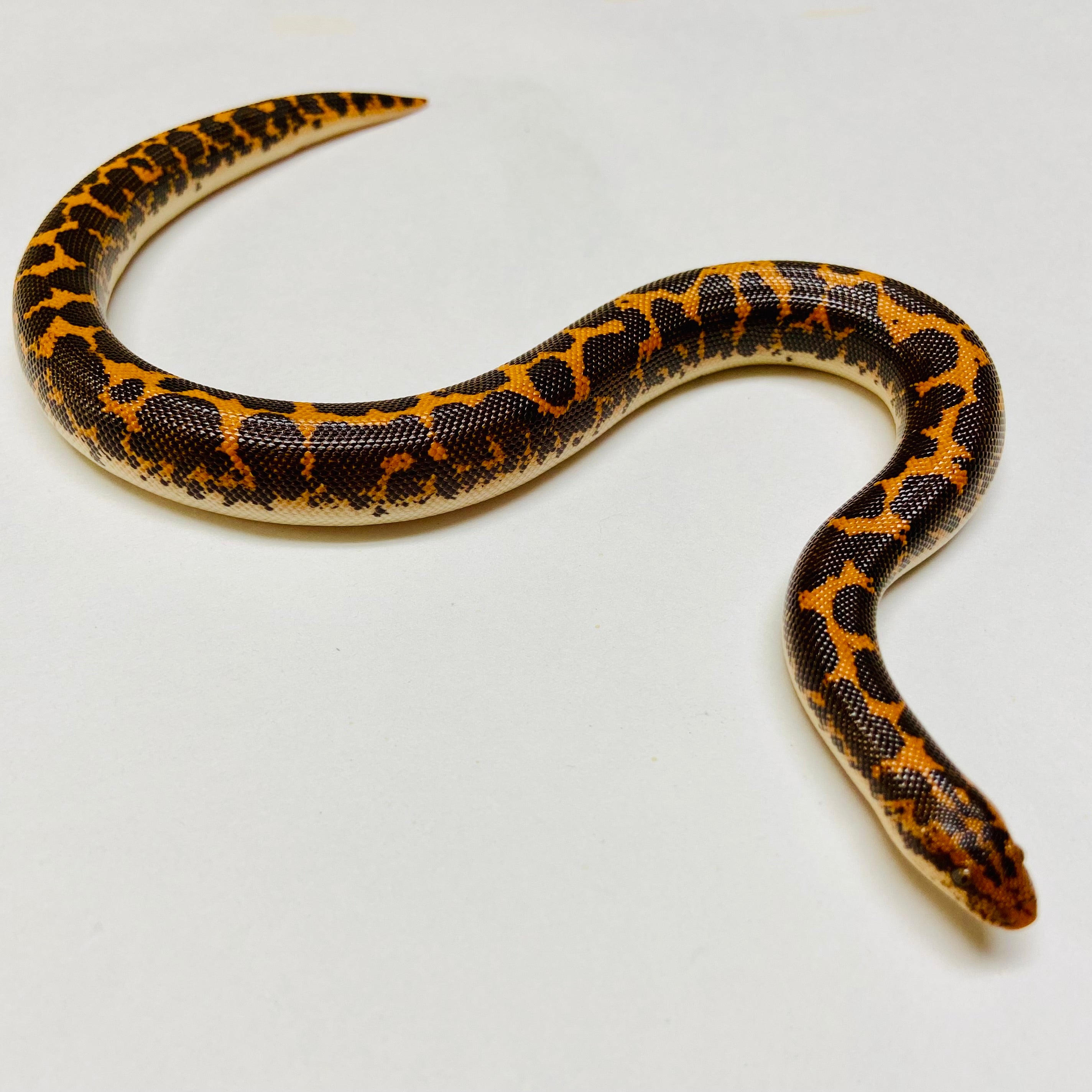 Kenyan Sand Boa Female 2024F06 – BHB Reptiles