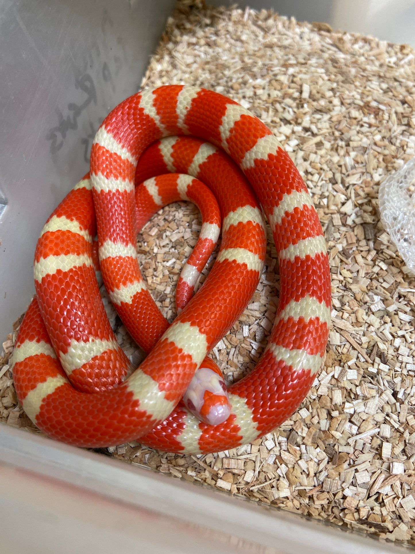 Extreme Albino Tangerine Honduran Milksnake 2023 Female F03