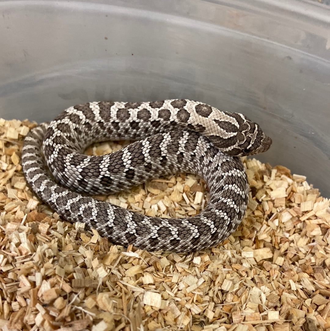 Hognose Snakes For Sale I Purchase Your Hognose Snake Online Or Pickup ...