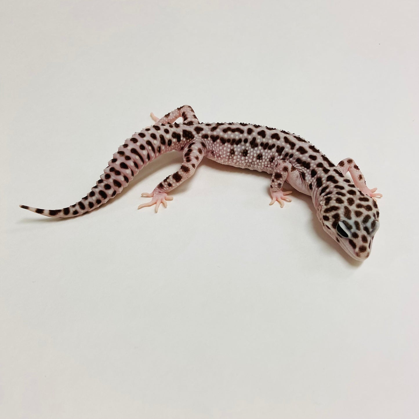 Super Snow Leopard Gecko Male A-B4-72522-1