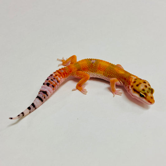 Tangerine Carrot Tail Leopard Gecko Female A-A2-73024-1