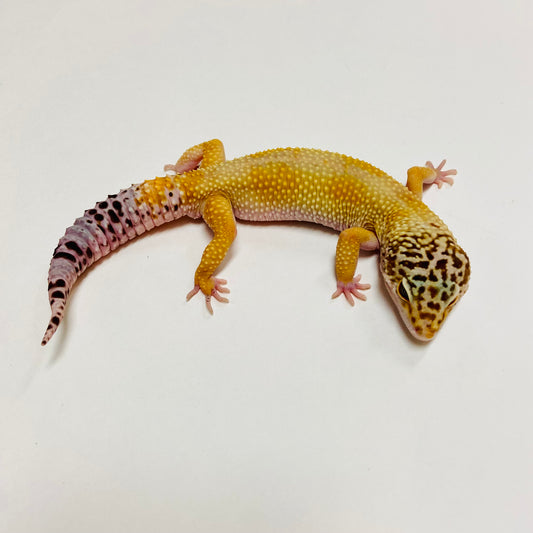 Hypo W/Y Leopard Gecko Male C-B8-62623-1