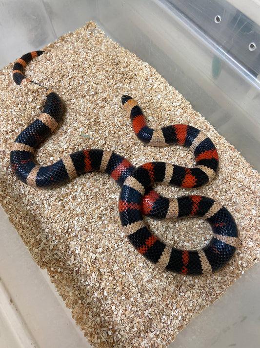 Apricot Pueblan Milk Snake 2022 Male M07