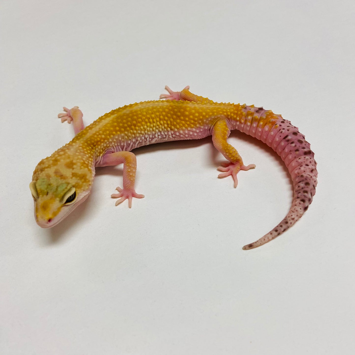 Hypo W/Y Leopard Gecko Female B-J9-92222-1