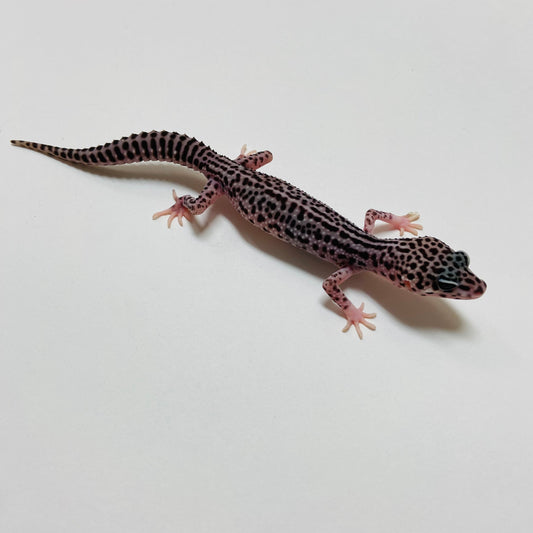 Dark Super Snow Leopard Gecko Male A-B4-73024-1