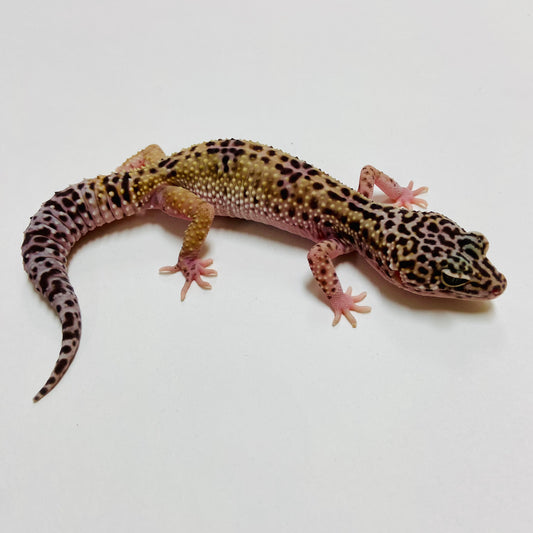 Dark Mack Snow Leopard Gecko Female C3-53123-1