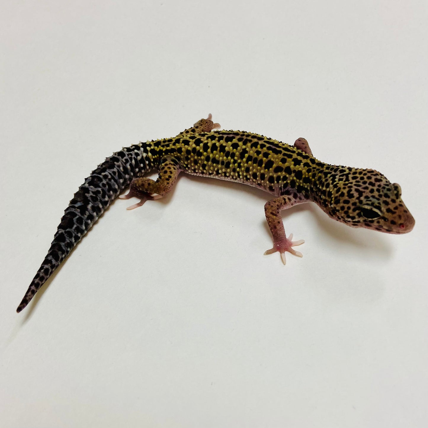 Dark Mack Snow Reverse Stripe Eclipse Leopard Gecko Female C-B3-71224-1