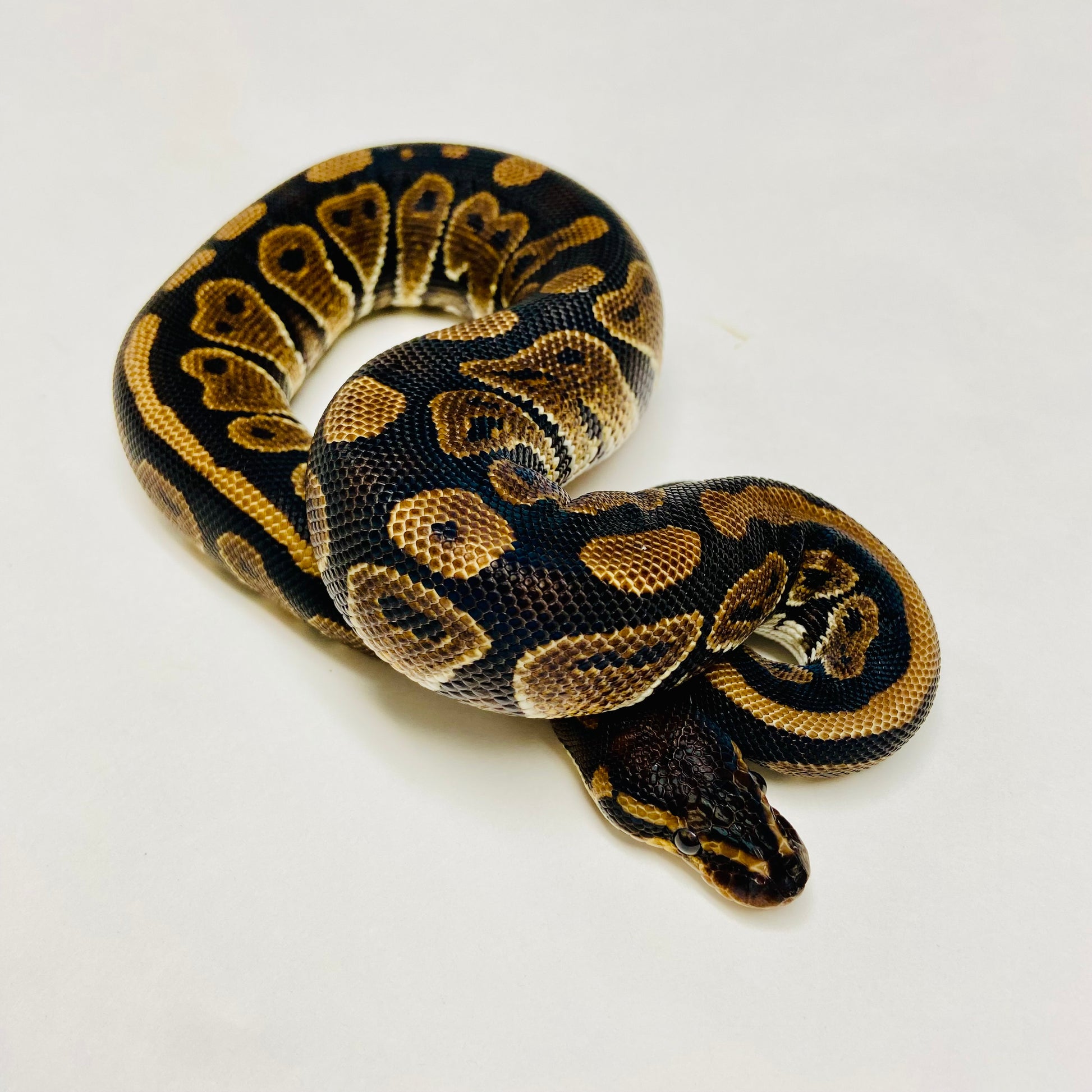 Mahogany Ball Python- Male #2023M04 – BHB Reptiles