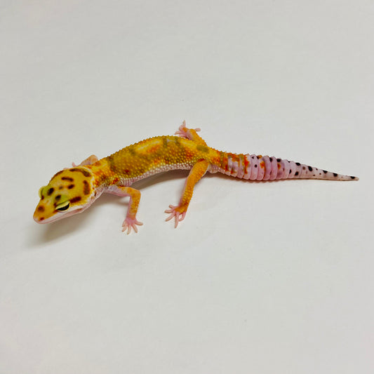 Tangerine W/Y Leopard Gecko Male A-A3-71624-1