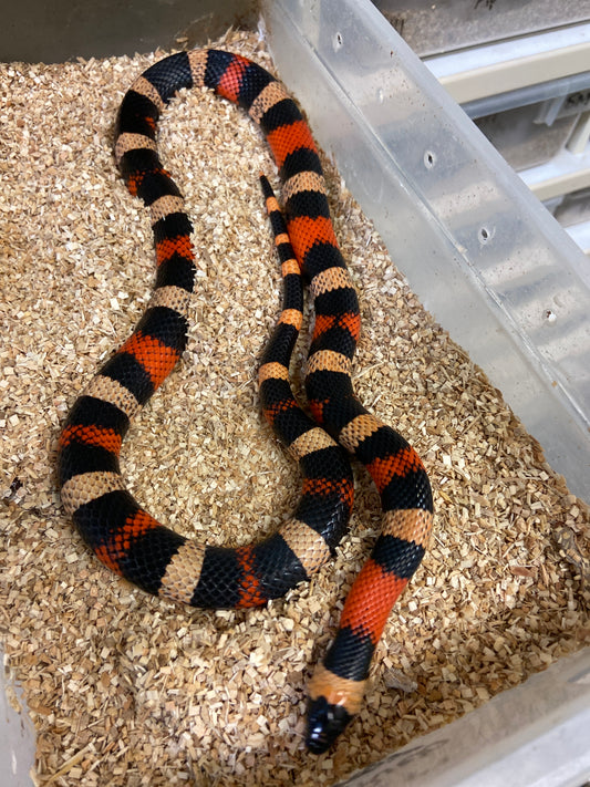 Apricot Pueblan Milk Snake- 2022 Male M01