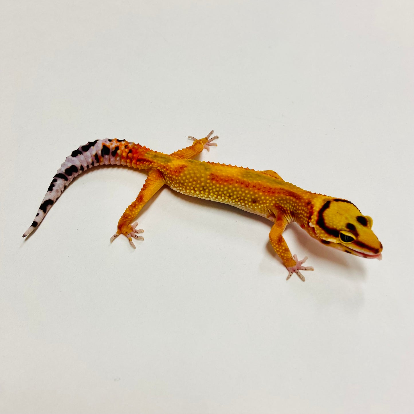 Citrine Leopard Gecko Female C-A5-71824-1