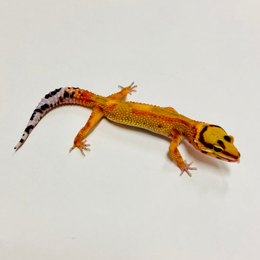 Citrine Leopard Gecko Female C-A5-71824-1