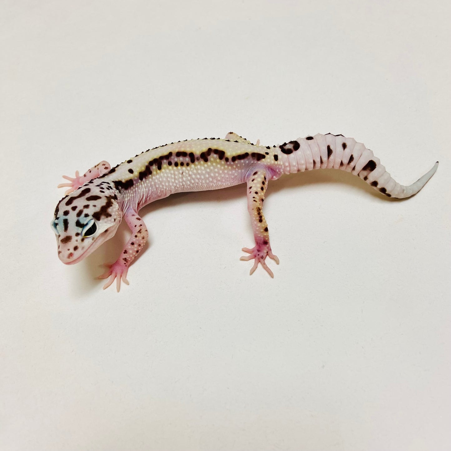 Lavender Bold Mack Snow Leopard Gecko Male D-B1-80824-1