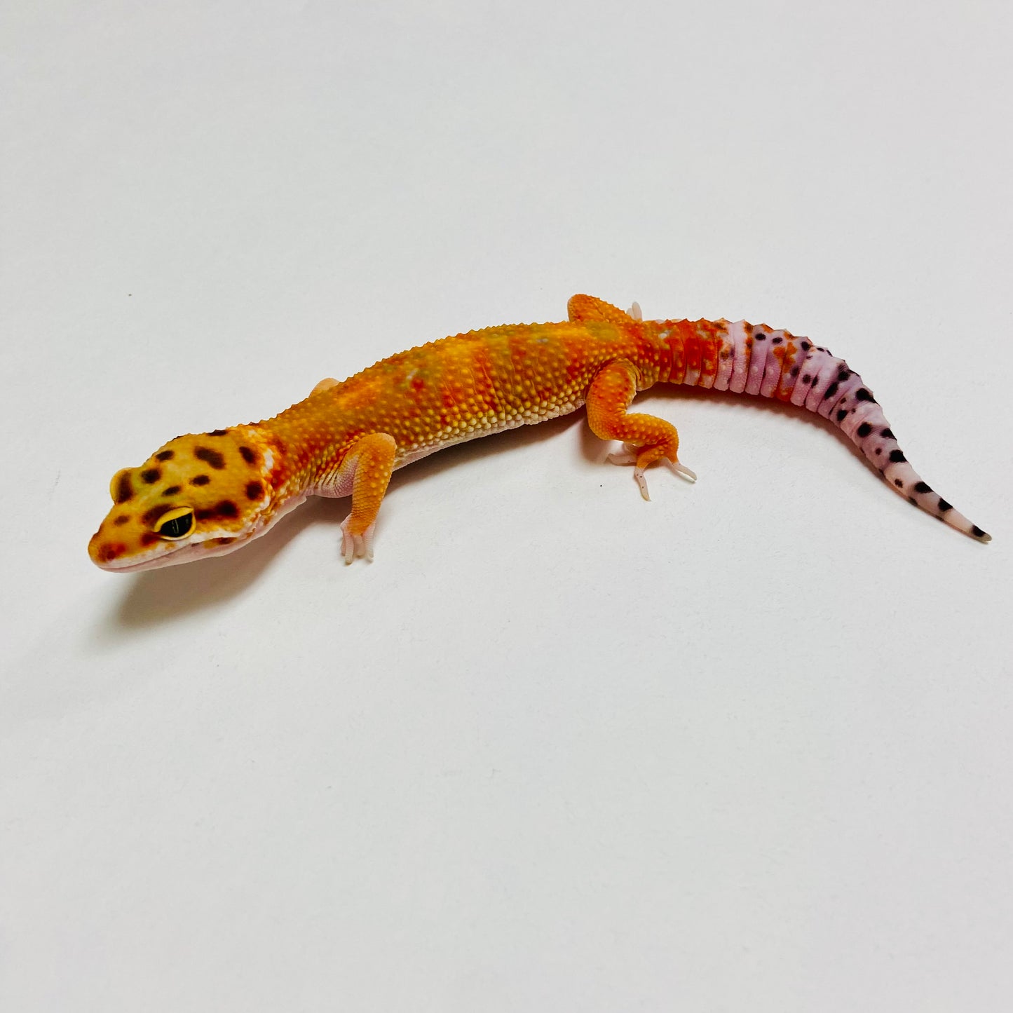 Hi Green Tangerine Carrot Tail Leopard Gecko Male B-A2-70824-1