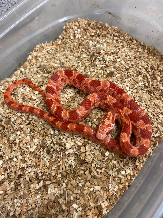 Fire Cornsnake 2024 Female F01