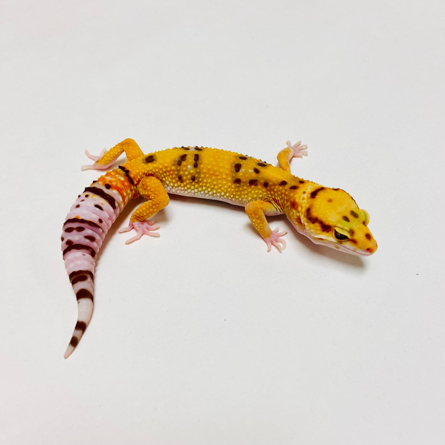 Albino Tremper Tangerine Leopard Gecko Male D-A8-80524-1