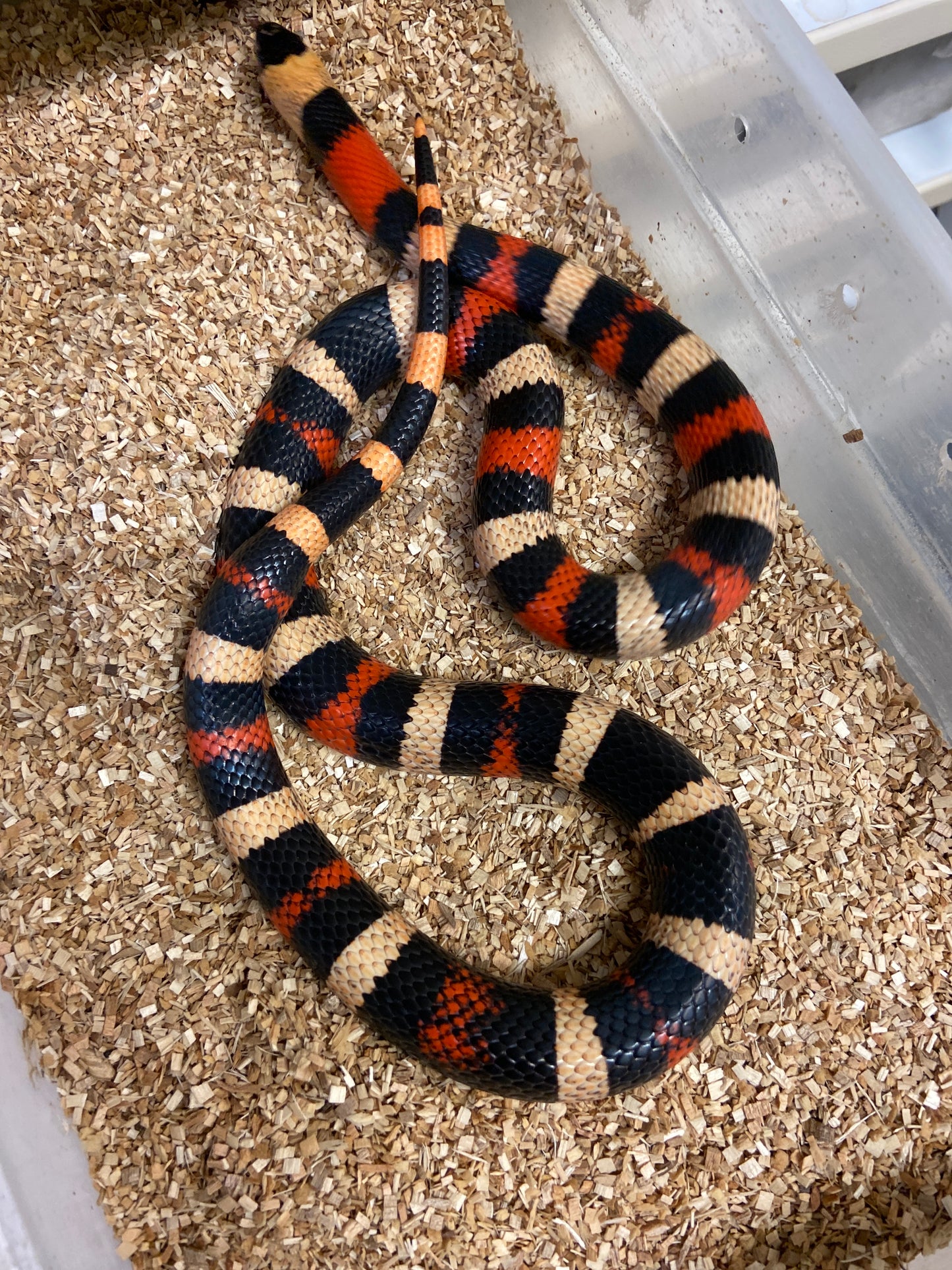 Apricot Pueblan Milk Snake 2022 Male M03