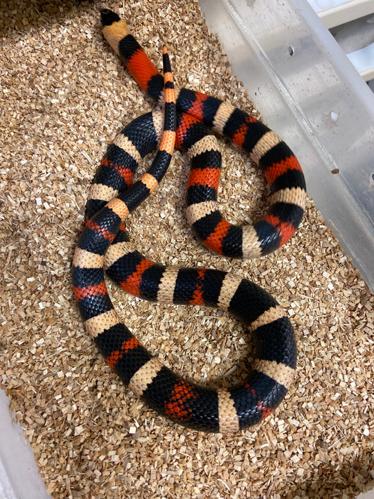 Apricot Pueblan Milk Snake- 2022 Male M03