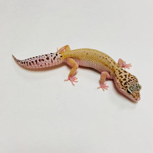 Hypo Mack Snow Eclipse Leopard Gecko Female C-B7-53123-1