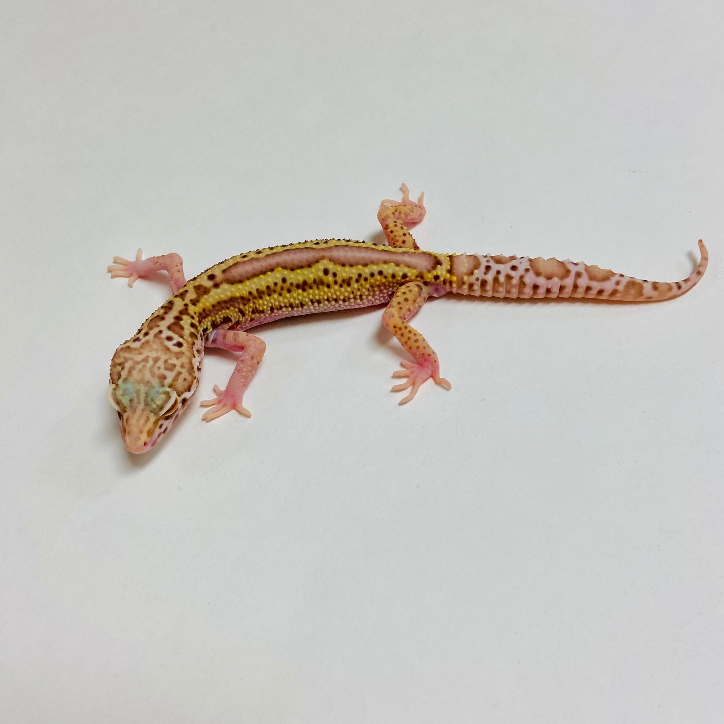 Radar Reverse Stripe Leopard Gecko Male A-B3-73024-1