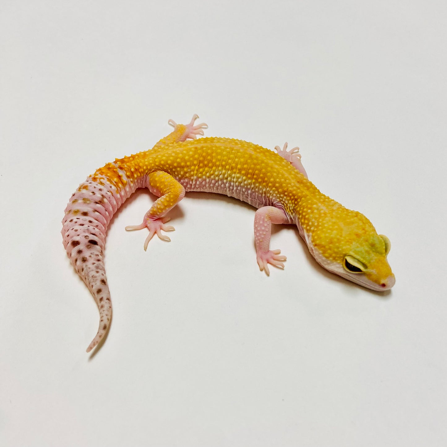 Super Hypo Mack Snow Eclipse W/Y Leopard Gecko Female E-J9-71420-1