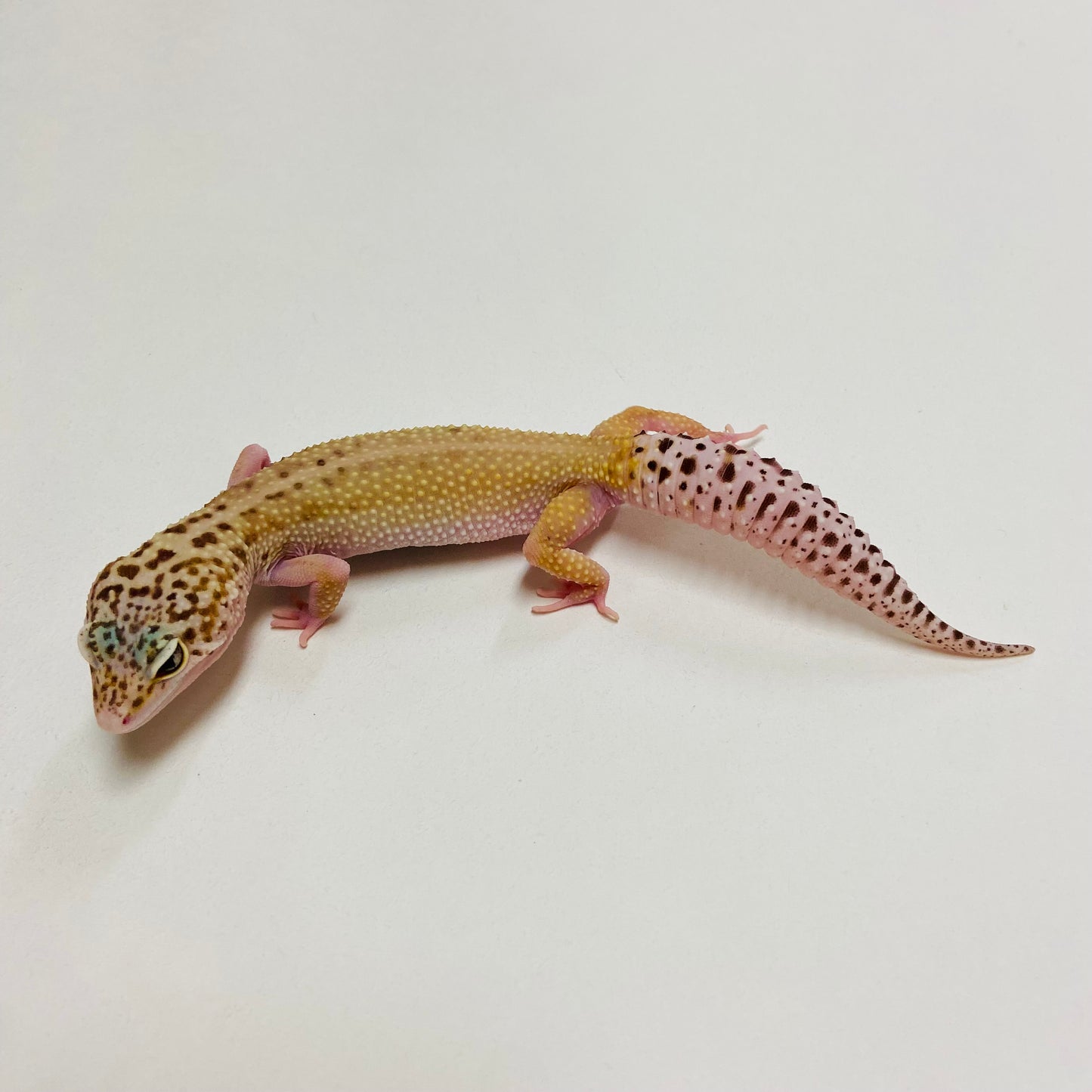 Hypo Mack Snow Eclipse Leopard Gecko Female C-B7-53123-1