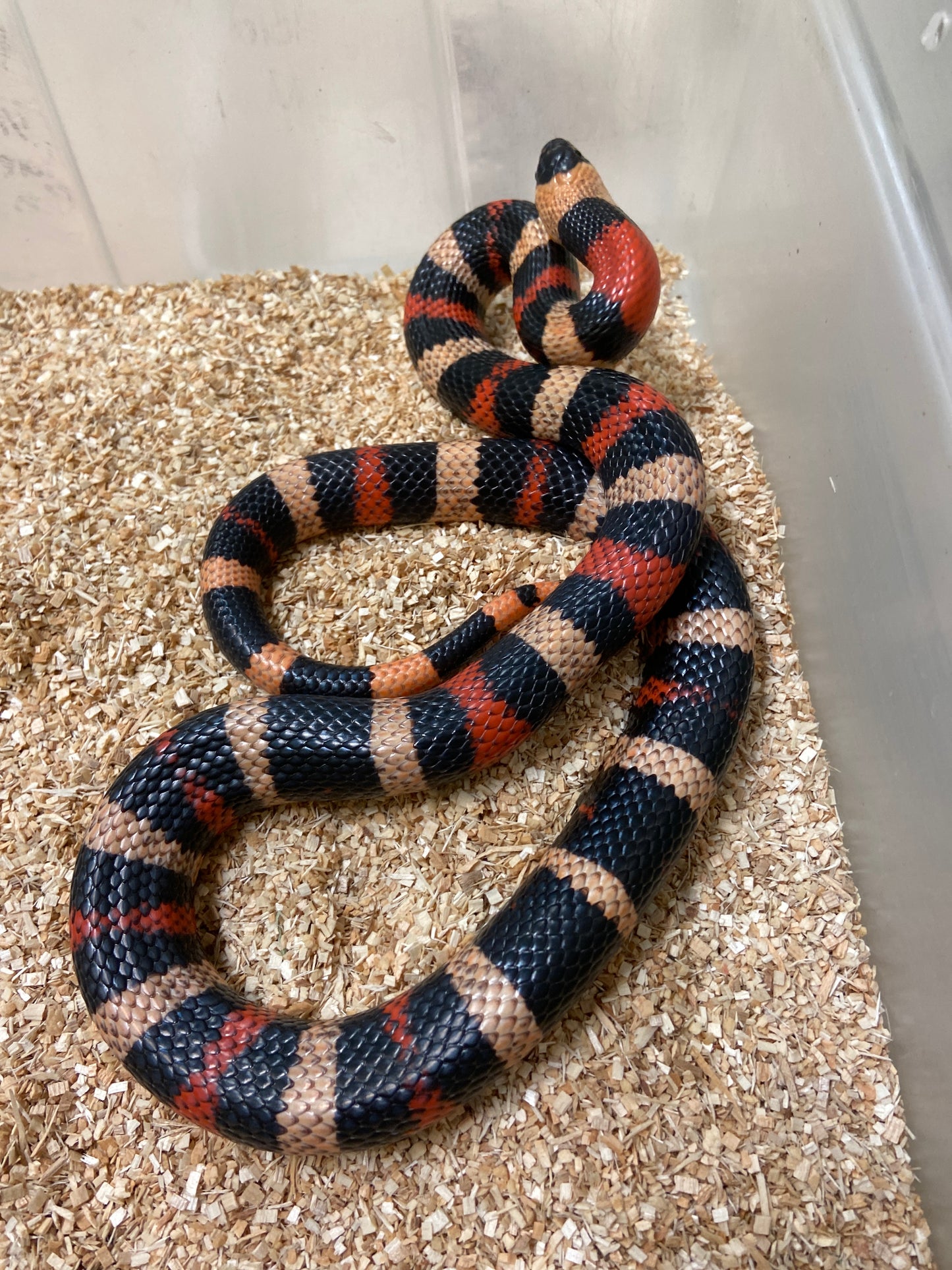 Apricot Pueblan Milk Snake 2022 Male M03