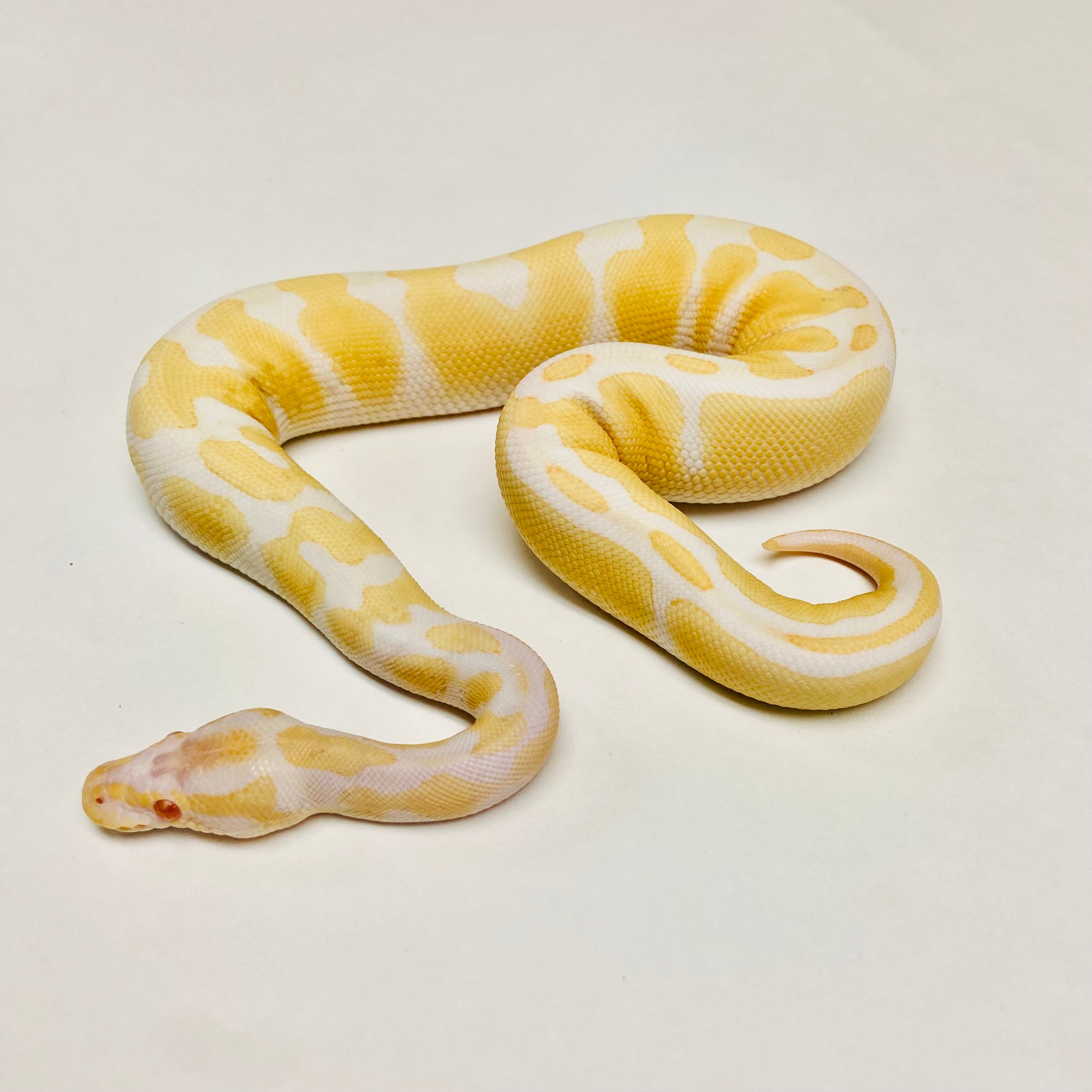 Ball Pythons for Sale at BHB Reptiles - High Quality & Wide Variety in ...