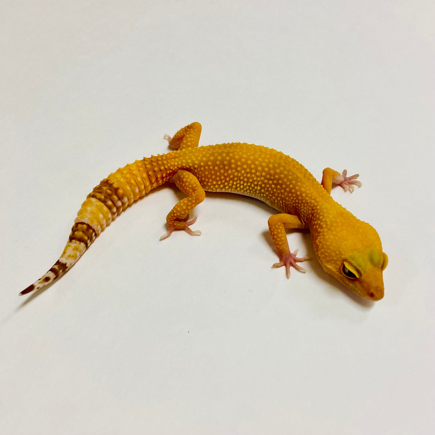 Raptor Leopard Gecko- Female A-C7-10322-1