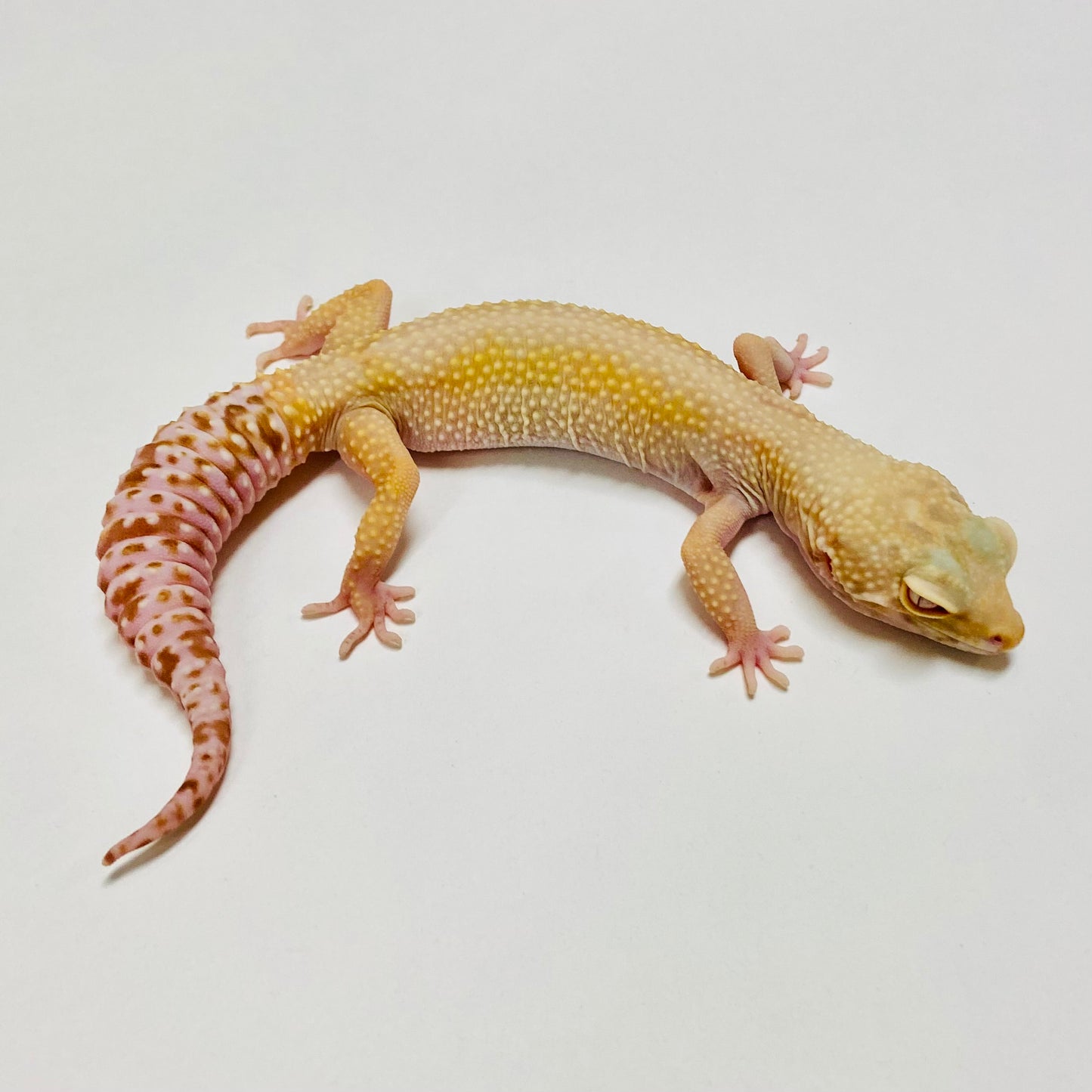 Hypo Bell Pos Mack Snow Leopard Gecko Female E-F10-71420-1