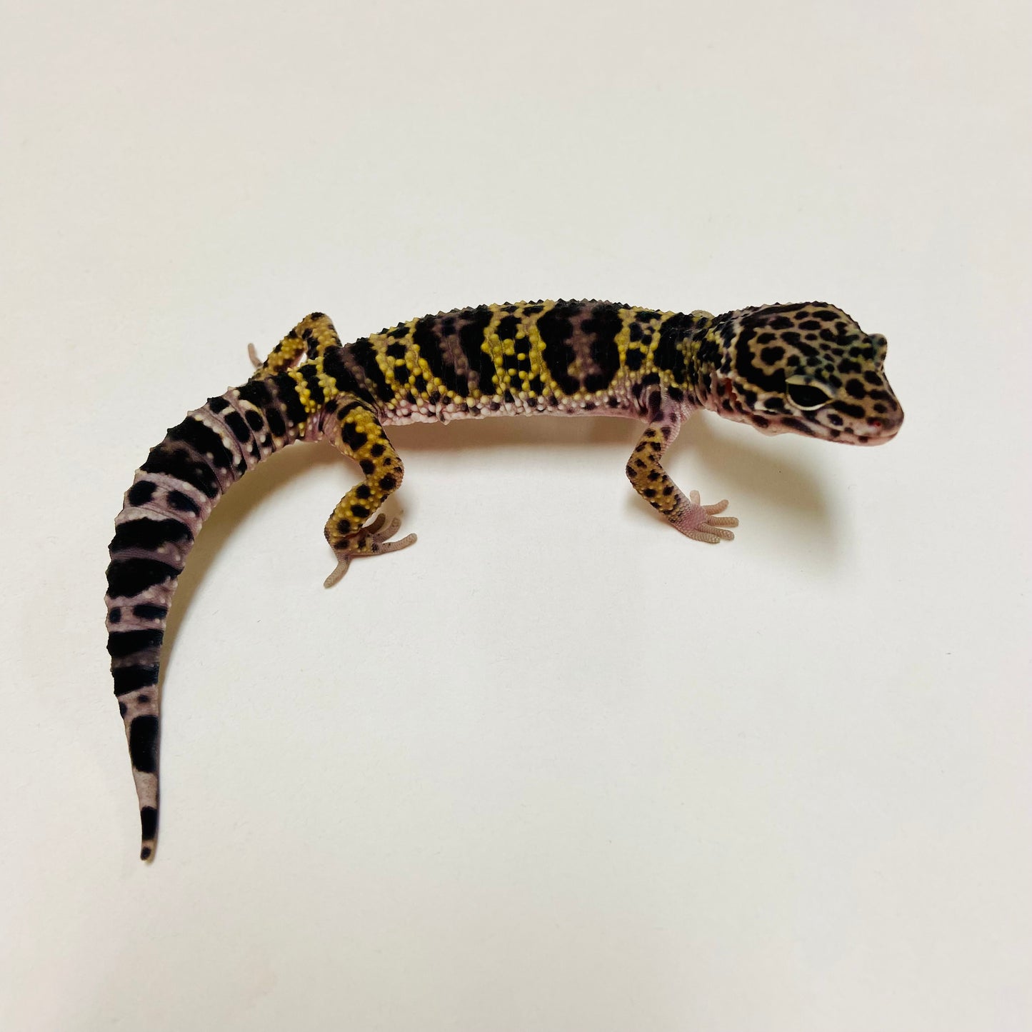 Dark Mack Snow Leopard Gecko Male D-B2-81324-1