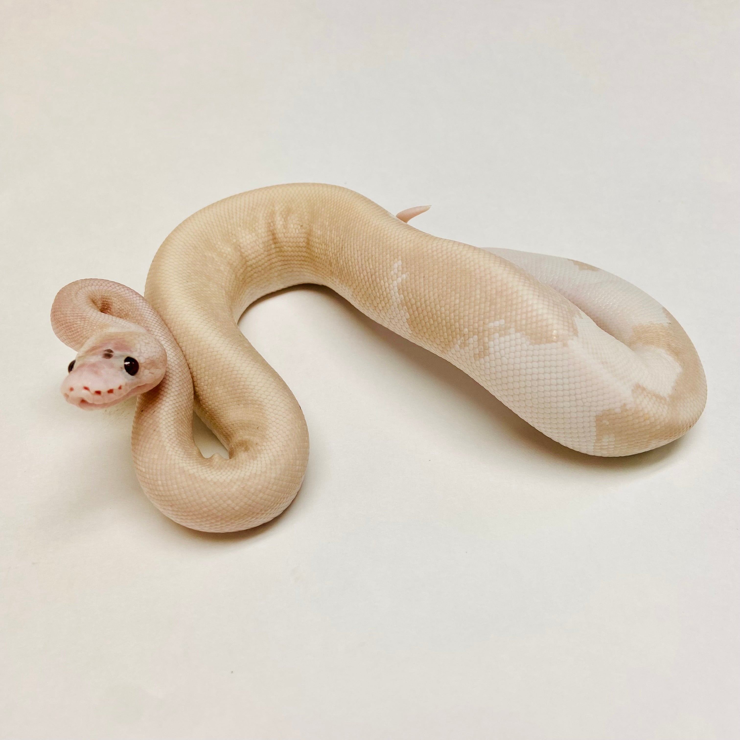 Ball Pythons For Sale At Bhb Reptiles - High Quality & Wide Variety In 