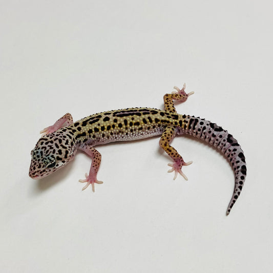 Mack Snow Reverse Stripe Leopard Gecko Male B-B1-70824-1