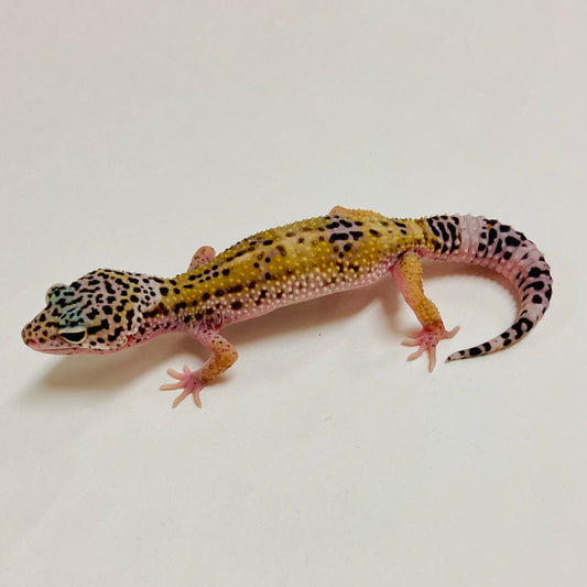 Dark Mack Snow Eclipse Leopard Gecko Female A-B4-72924-1