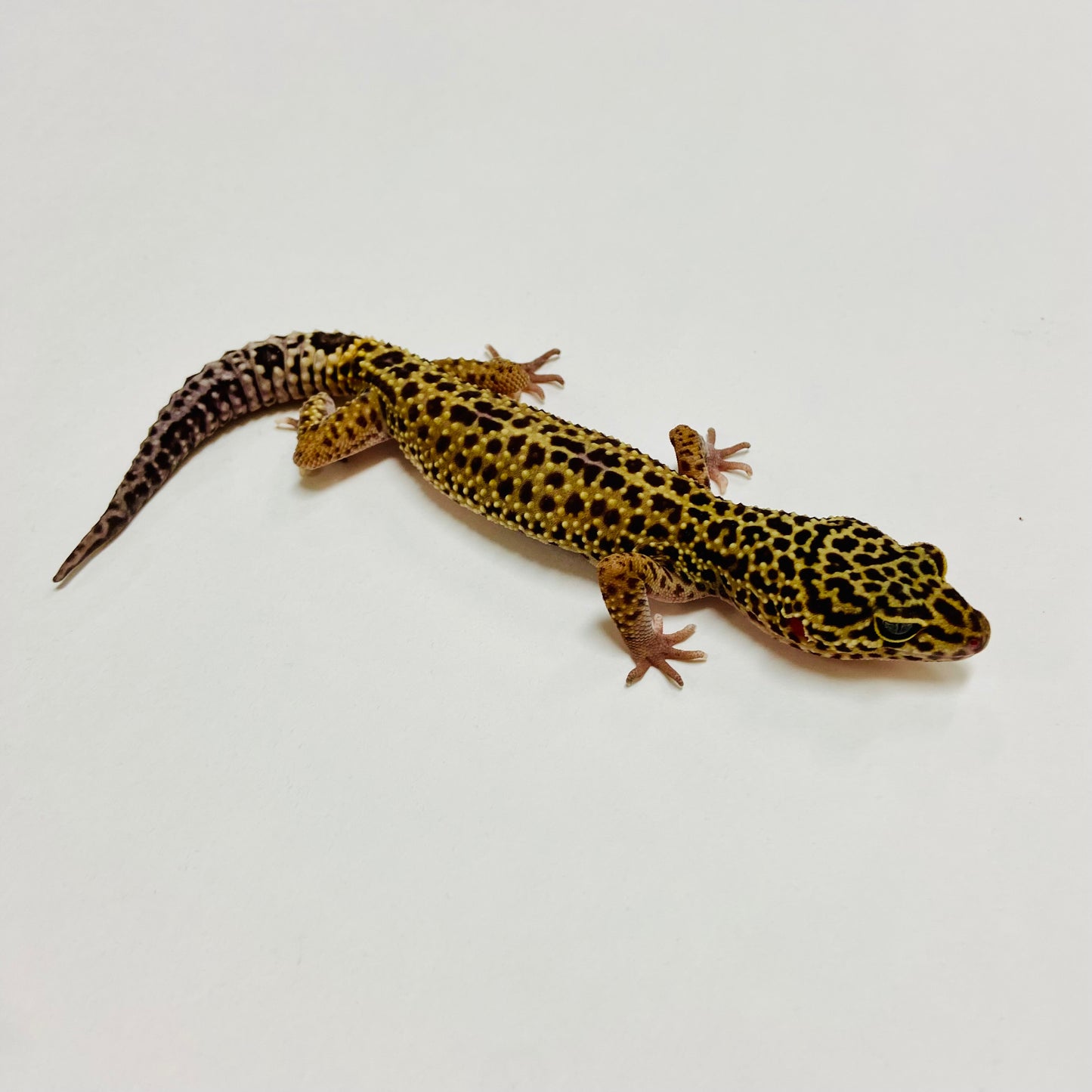 Dark Mack Snow Leopard Gecko Male B-B2-71222-1