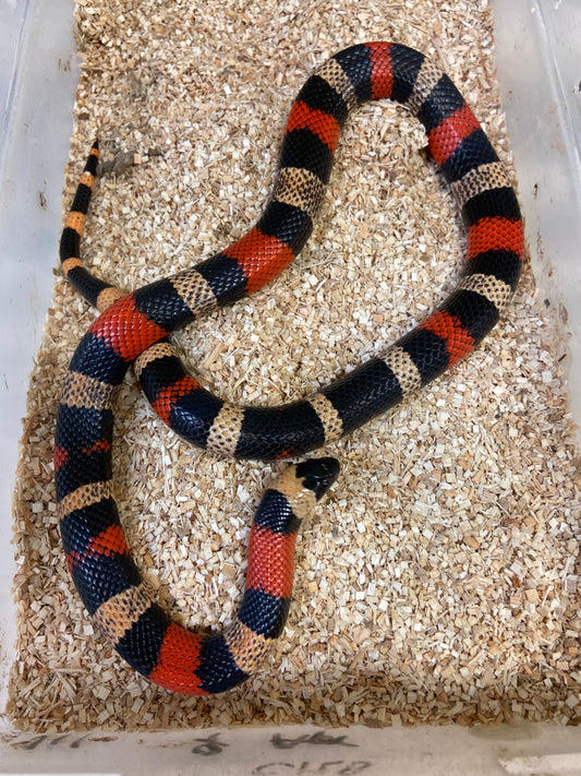 Apricot Pueblan Milk Snake- 2022 Female F03