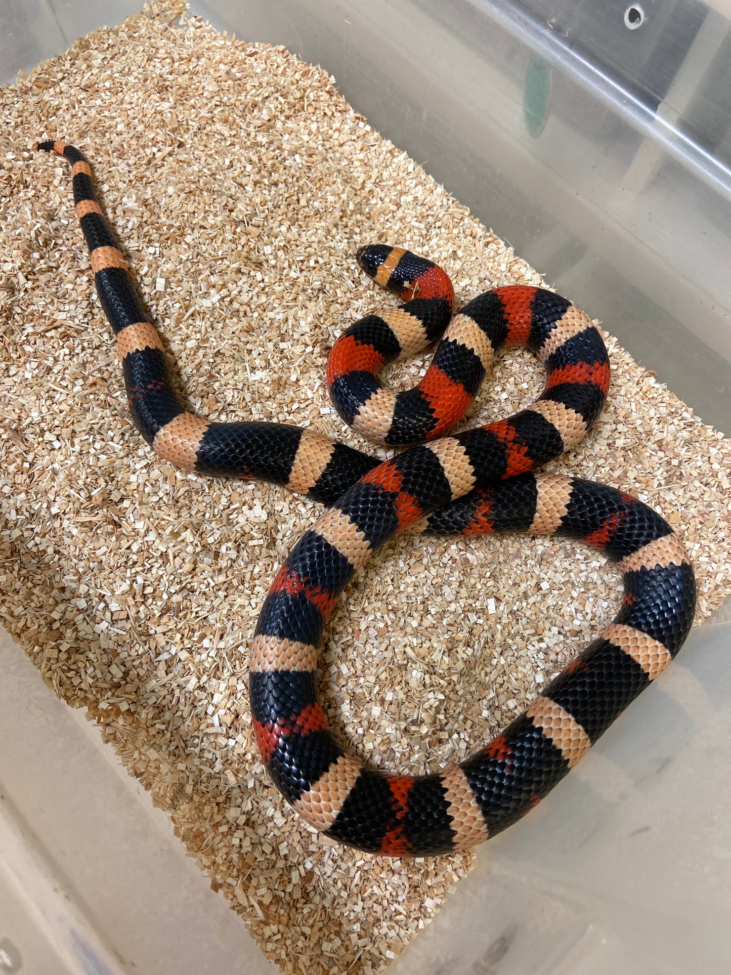 Apricot Pueblan Milk Snake 2022 Male M04